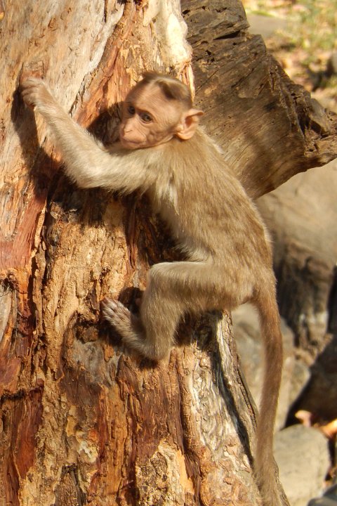 baby monkey